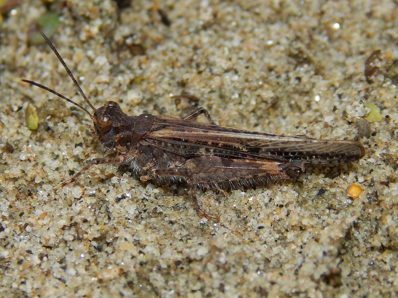 Acrotylus patruelis